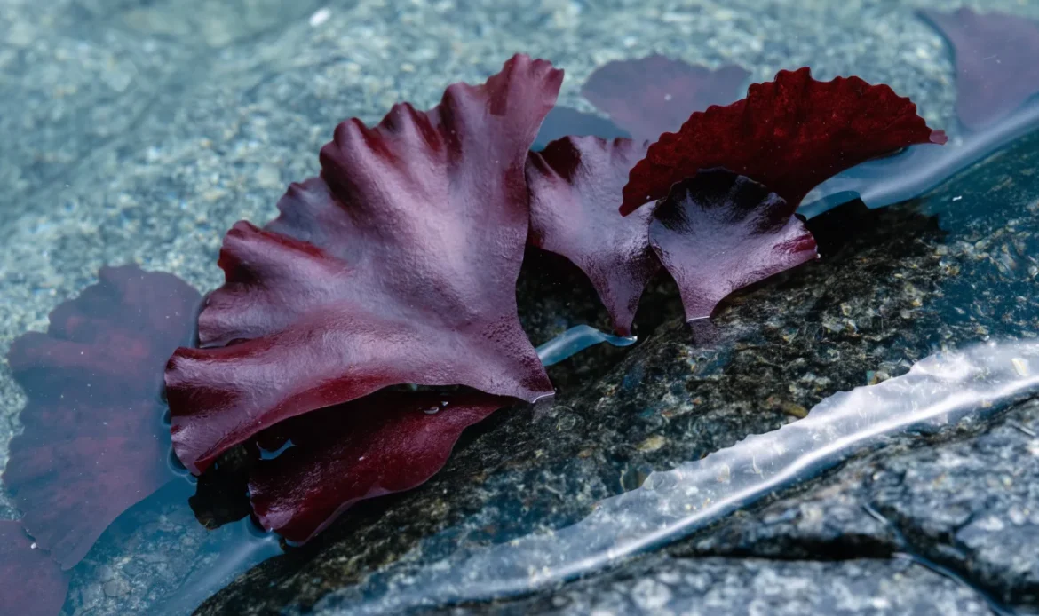 Flat fan-shaped red algae fronds in shallow Atlantic water over dark rock