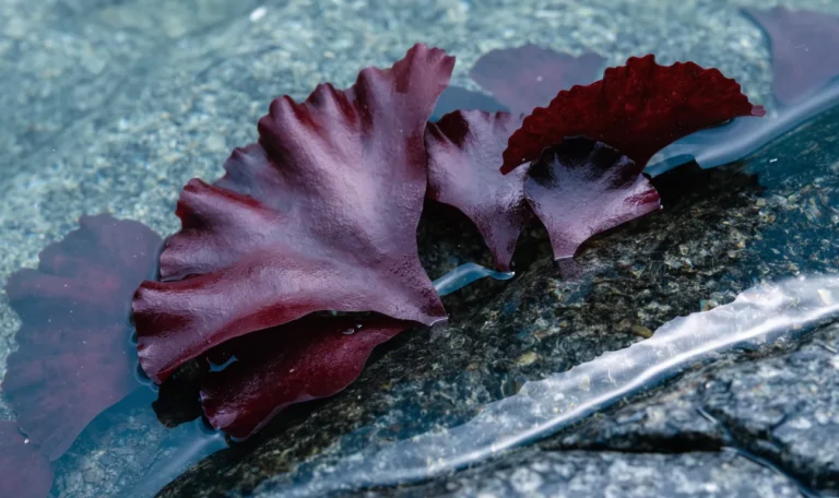 Flat fan-shaped red algae fronds in shallow Atlantic water over dark rock