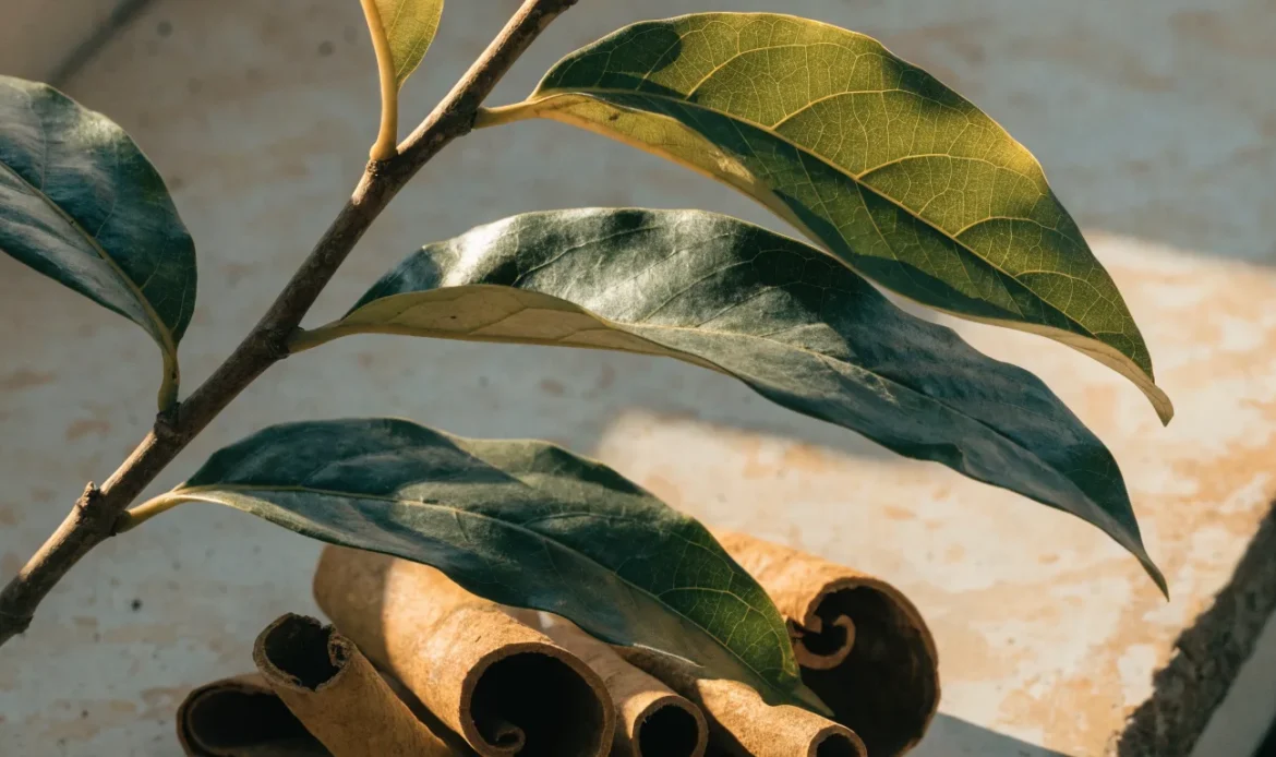 Glossy green cinnamon tree leaves on a branch in tropical daylight, a few dried cinnamon quills resting below, illustrating cinnamon leaf.
