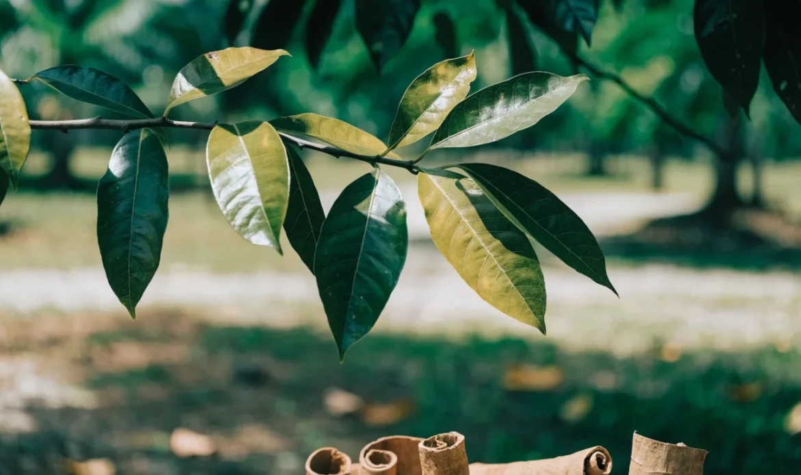 Glossy green cinnamon tree leaves on a branch in tropical daylight, a few dried cinnamon quills resting below, illustrating cinnamon leaves.