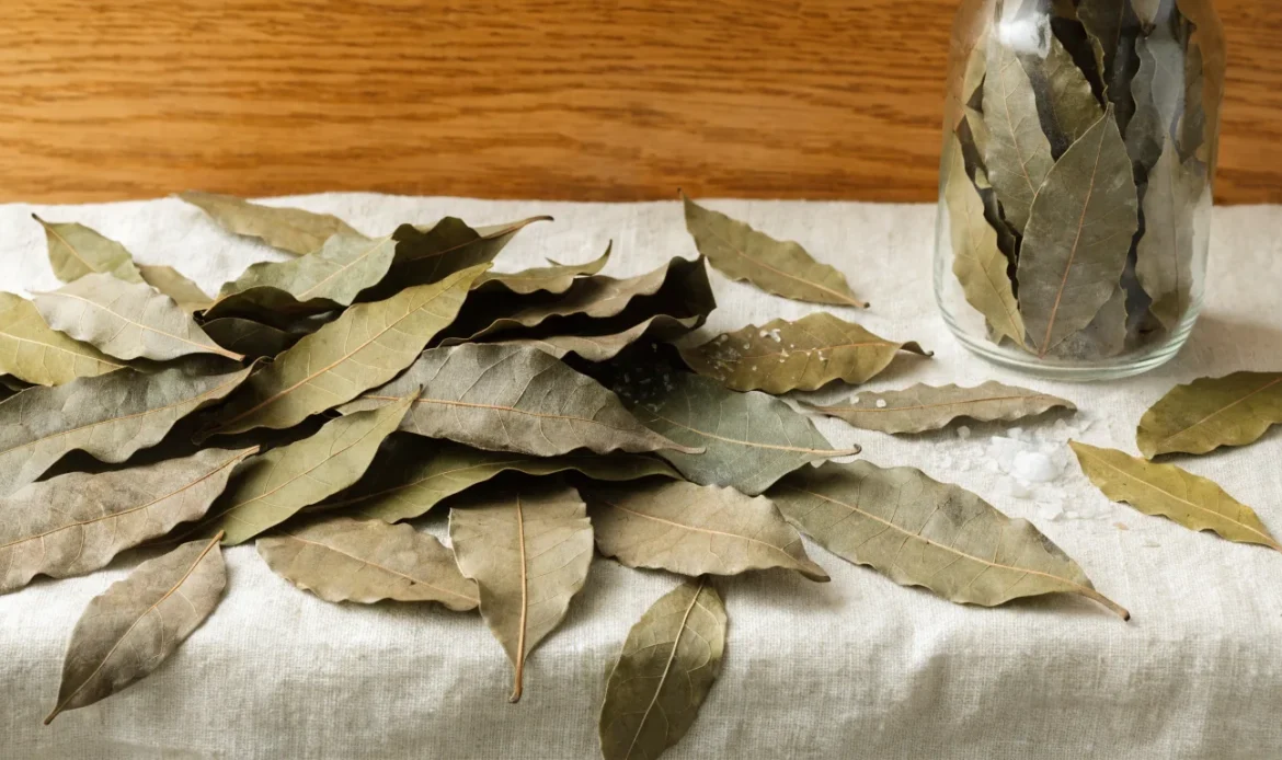 A scattered pile of dried West Indian bay leaves on a pale linen cloth with a small glass jar of whole leaves, illustrating dried bay leaf.