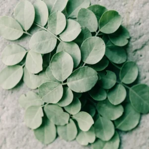 Dried cassia alata leaflets on pale grey stone, large paired oval leaflets in pale sage green showing the candle bush leaf structure