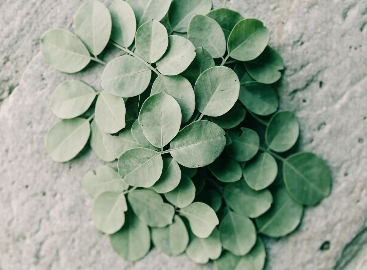Dried cassia alata leaflets, large paired oval leaflets in pale sage green