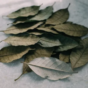 Dried soursop leaves on pale grey stone, elliptical leaves dried to a dull olive with one turned to show the paler underside