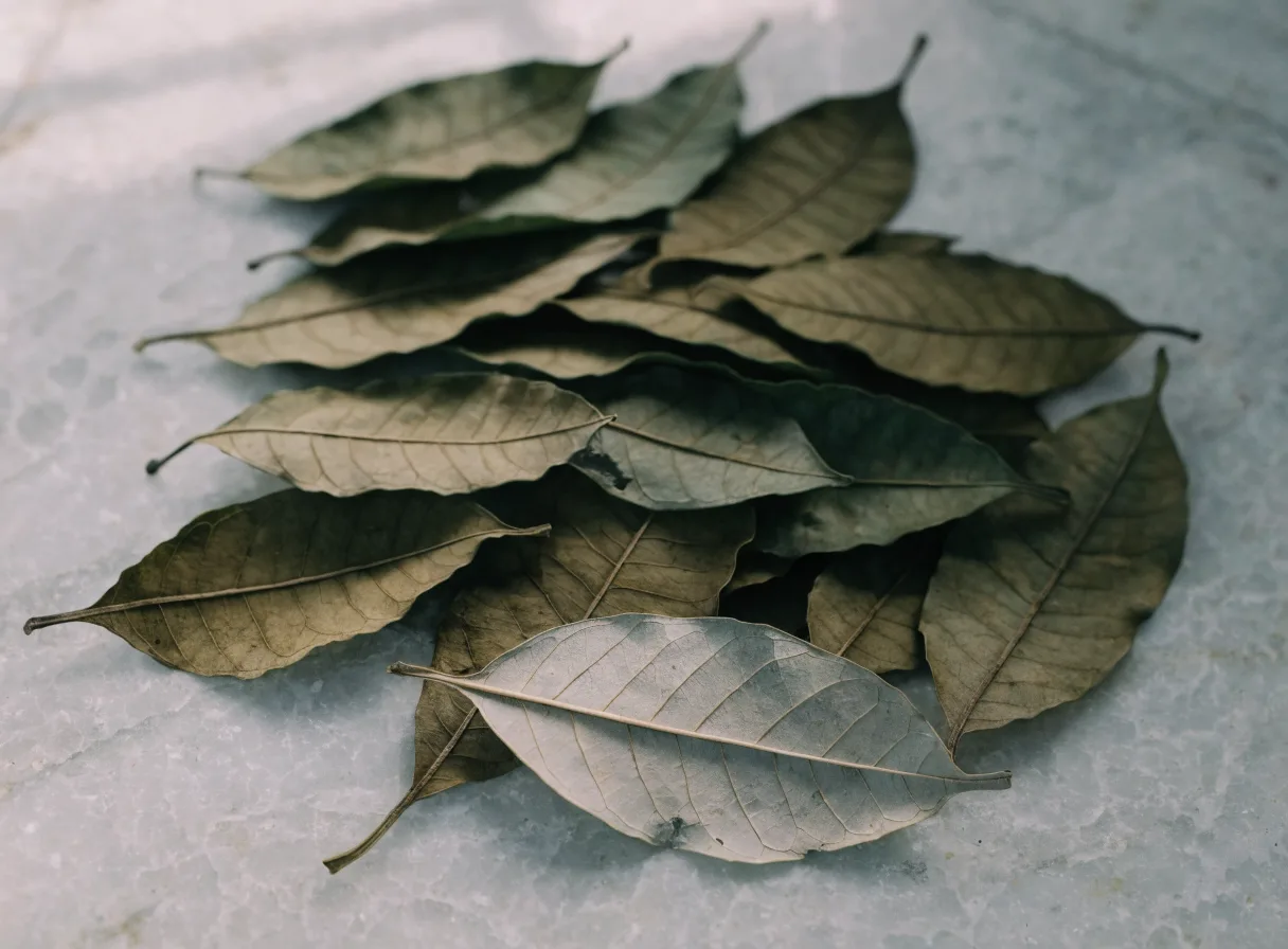 Dried soursop leaves, elliptical leaves dried to a dull olive with one turned to show the paler underside