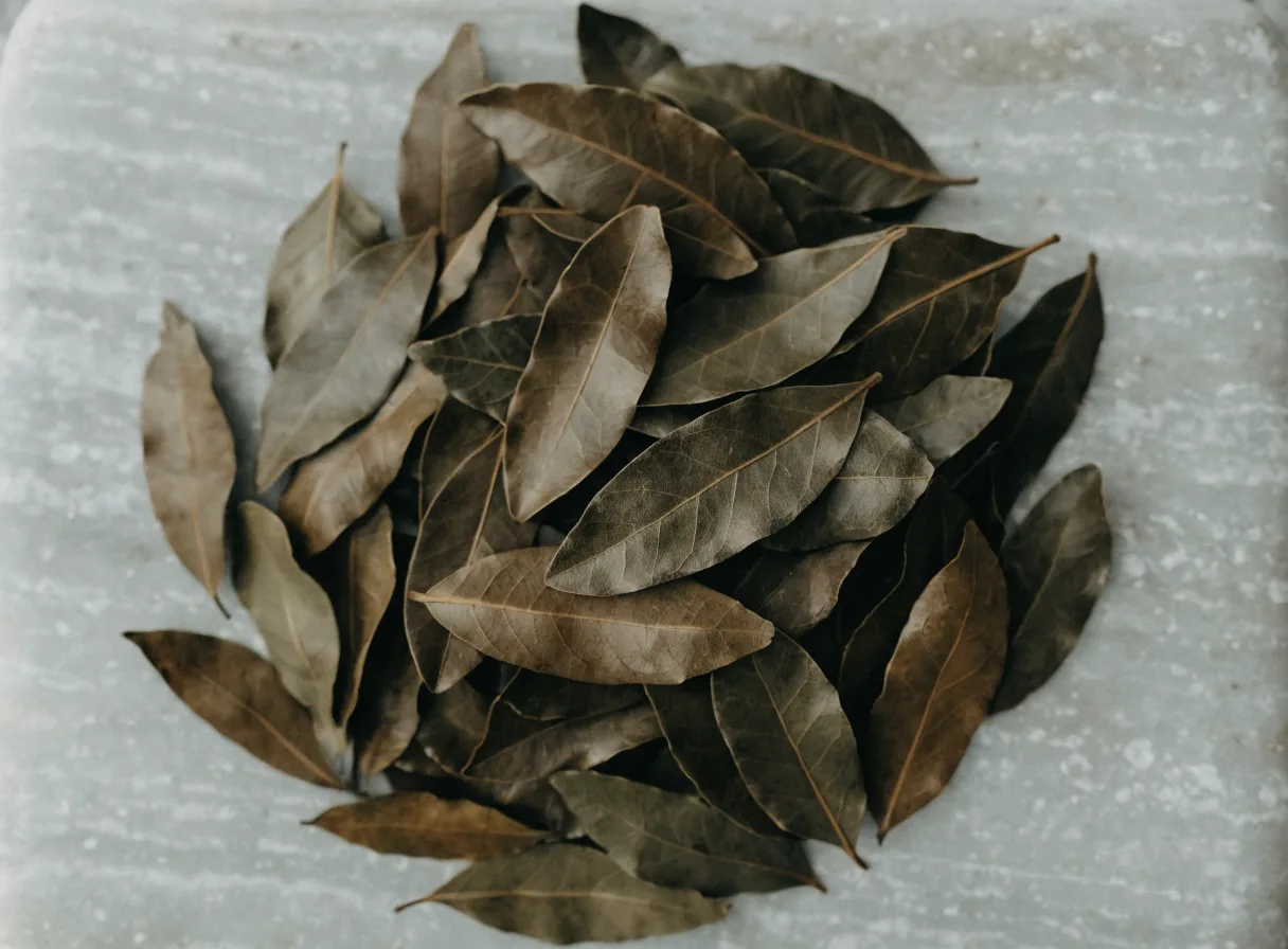 Dried West Indian bay leaves, elliptical leathery olive-brown leaves with a prominent midrib