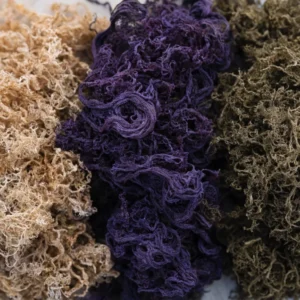Three heaps of wildcrafted raw sea moss side by side, pale gold, deep purple and olive green, showing the colour range of Saint Lucia sea moss