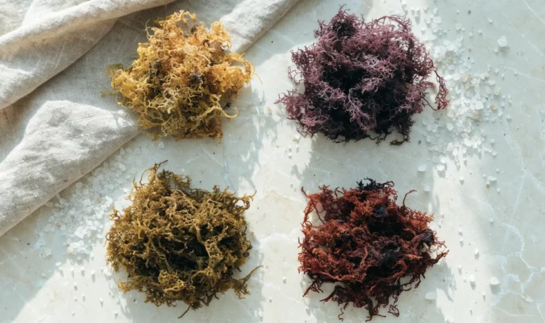 An overhead arrangement of four small piles of dried sea moss in gold, purple, green and reddish shades on a cream stone surface, illustrating full spectrum sea moss.