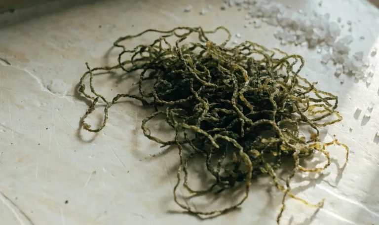 A heap of olive green dried sea moss strands on a pale cream stone surface, soft directional daylight, illustrating green sea moss benefits.