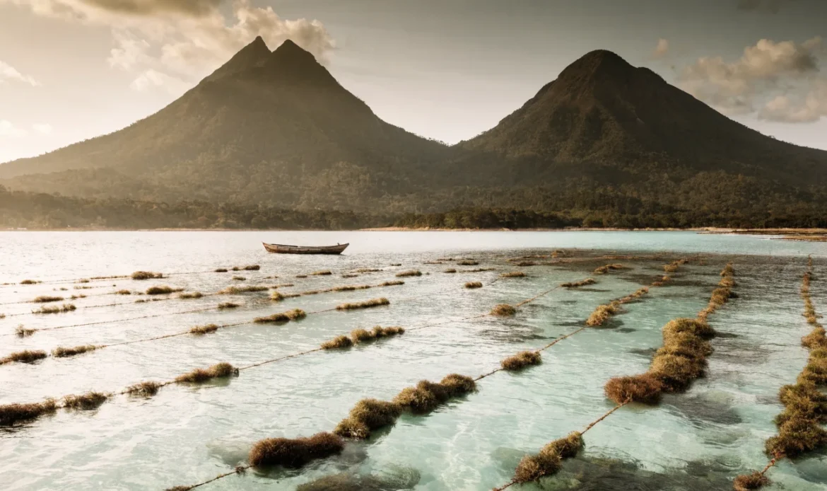 Turquoise Caribbean shallows with floating rope lines of wild sea moss, a small wooden boat, twin volcanic peaks and rainforest on the horizon, illustrating how is sea moss made.