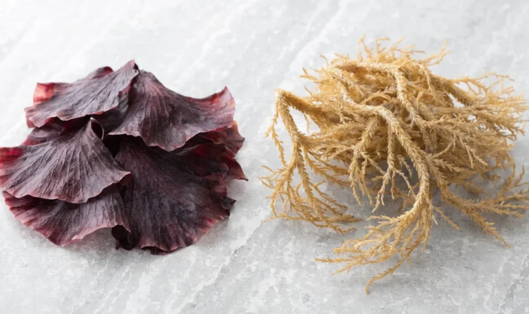 Flat fan-shaped Chondrus crispus fronds beside thick branched Eucheuma fronds on a pale surface