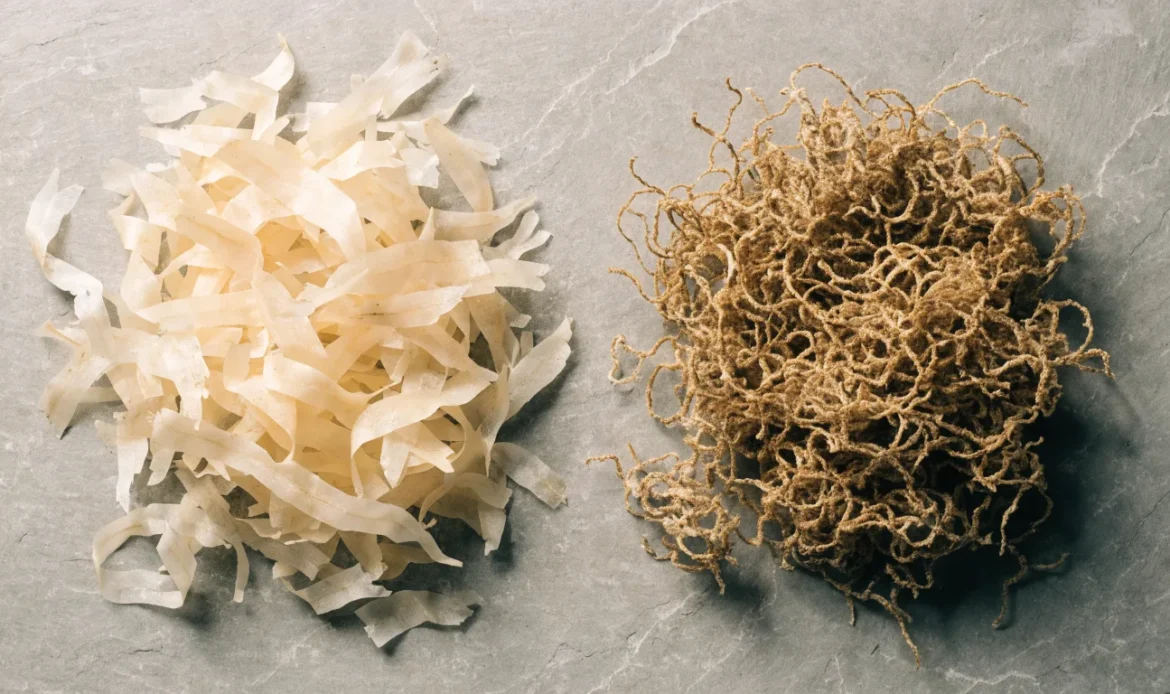 Two separate heaps of dried seaweed side by side for comparison: pale cream flat-fronded Irish moss on the left and golden curled Caribbean sea moss on the right, illustrating irish sea moss.