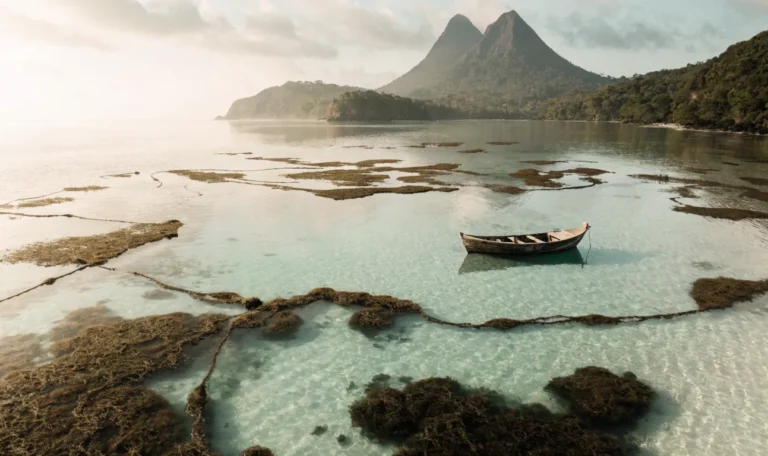 Turquoise Caribbean shallows with floating rope lines of wild sea moss, a small wooden boat, twin volcanic peaks and rainforest on the horizon, illustrating is irish moss the same as sea moss.