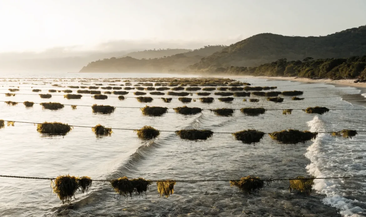A wide calm tropical coastline with rope lines of cultivated seaweed floating in clear shallow water at golden hour, illustrating jamaican sea moss.