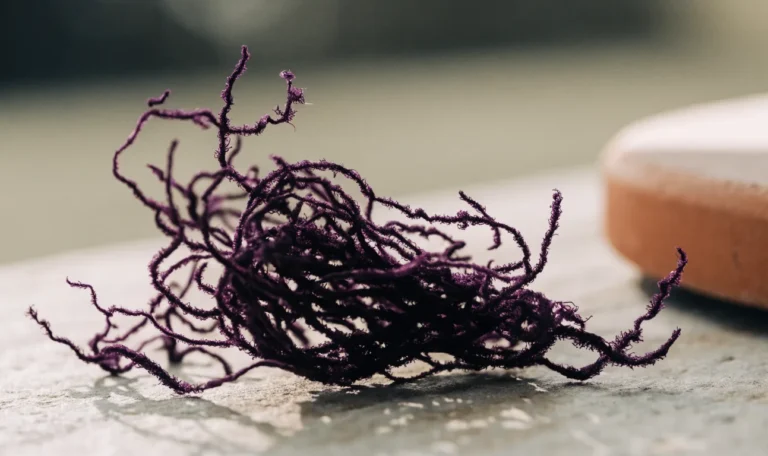 A heap of deep purple dried sea moss strands on a pale grey stone surface, soft directional daylight, illustrating lila sea moss.