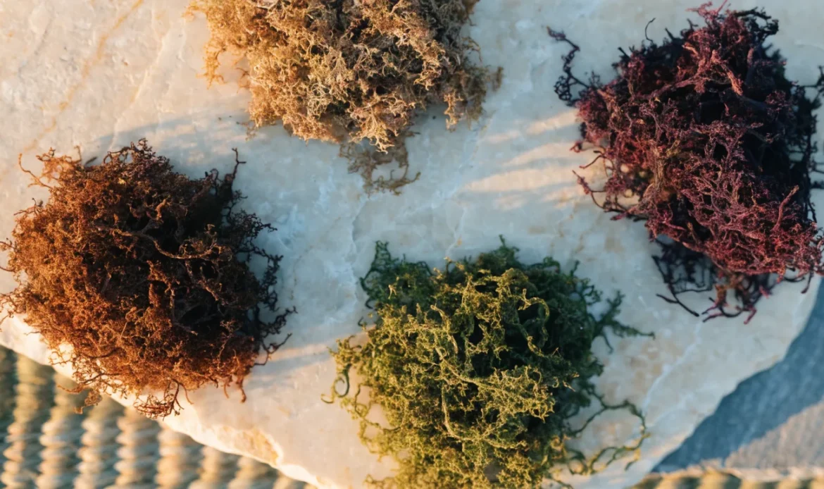 An overhead arrangement of four small piles of dried sea moss in gold, purple, green and reddish shades on a cream stone surface, illustrating pic of sea moss.