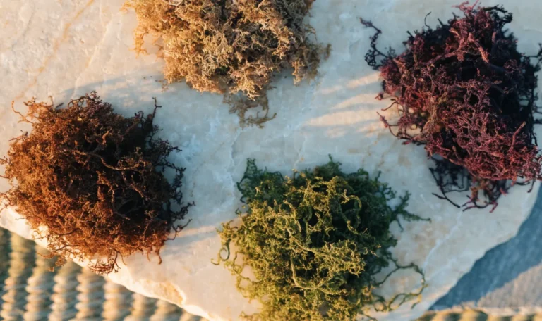 An overhead arrangement of four small piles of dried sea moss in gold, purple, green and reddish shades on a cream stone surface, illustrating pic of sea moss.