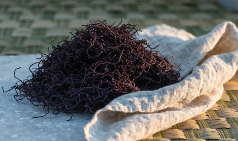 A heap of deep purple dried sea moss strands on a pale grey stone surface, soft directional daylight, illustrating purple irish sea moss.