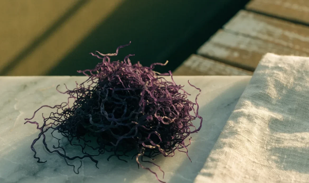 A heap of deep purple dried sea moss strands on a pale grey stone surface, soft directional daylight, illustrating purple seamoss.