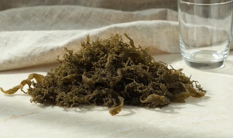 A heap of olive green dried sea moss strands on a pale cream stone surface, soft directional daylight, illustrating seamoss green.