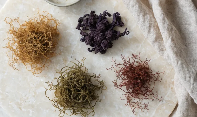 An overhead arrangement of four small piles of dried sea moss in gold, purple, green and reddish shades on a cream stone surface, illustrating sea moss raw.