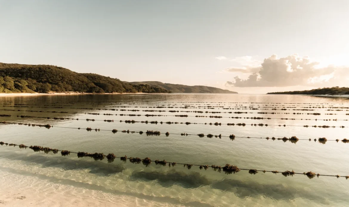A wide calm tropical coastline with rope lines of cultivated seaweed floating in clear shallow water at golden hour, illustrating sea moss spain.