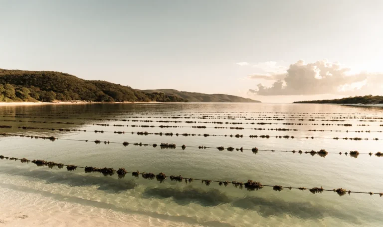 A wide calm tropical coastline with rope lines of cultivated seaweed floating in clear shallow water at golden hour, illustrating sea moss spain.