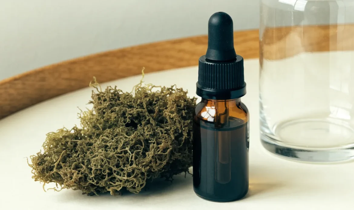 A small amber dropper bottle of dark botanical extract on a cream surface with dried sea moss beside it, illustrating sea moss tincture.