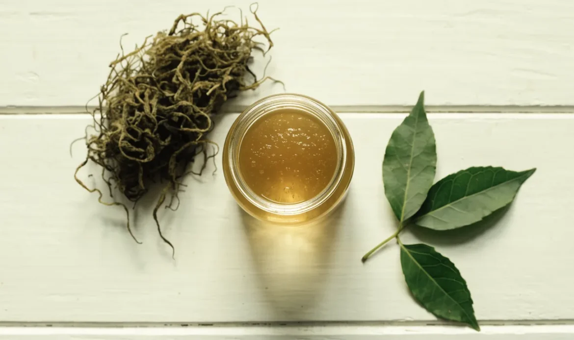 A still life of a glass jar of golden sea moss gel, a small pile of dried wildcrafted sea moss and fresh green leaves on a pale cream surface, illustrating sea moss what is it good for.