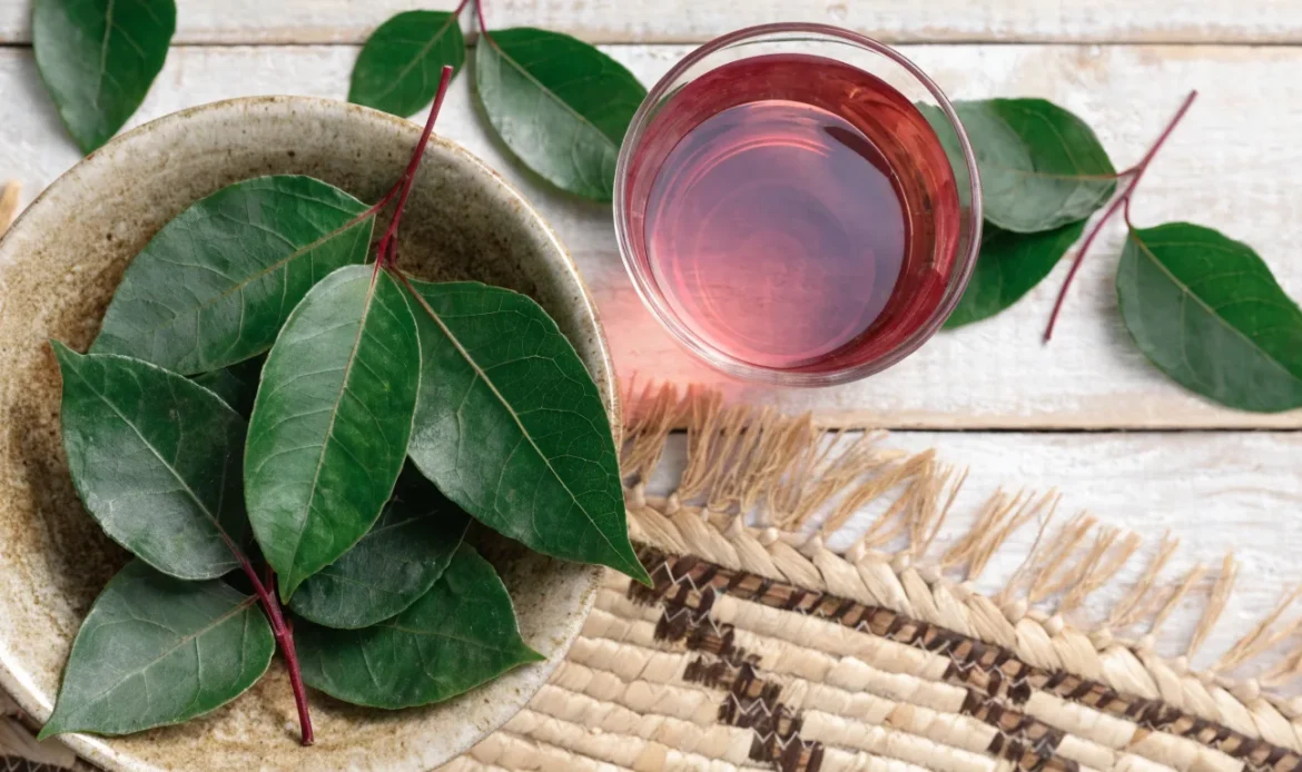 Fresh green Justicia secunda leaves with deep red stems in a shallow bowl beside a cup of rose-coloured herbal infusion, illustrating st johns bush.