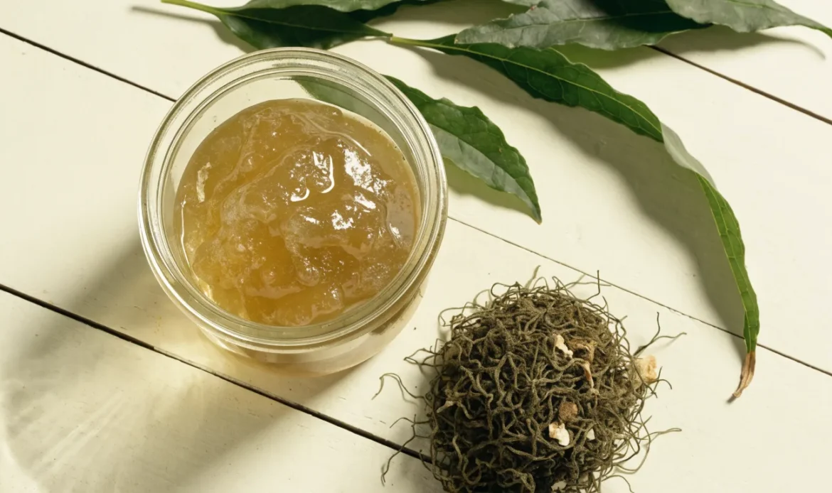 A still life of a glass jar of golden sea moss gel, a small pile of dried wildcrafted sea moss and fresh green leaves on a pale cream surface, illustrating third party tested sea moss.
