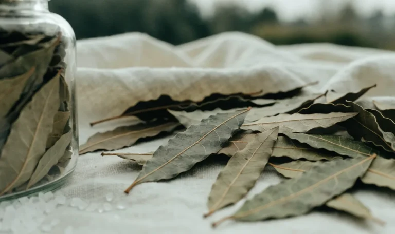 A scattered pile of dried West Indian bay leaves on a pale linen cloth with a small glass jar of whole leaves, illustrating west indian bay leaf.
