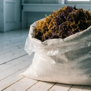 An open lined export sack filled with a mixed blend of dried gold, purple and green sea moss