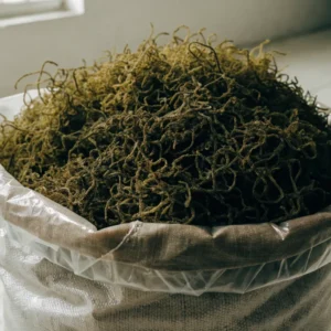 An open lined export sack filled with dried olive green wildcrafted sea moss